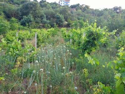 Balıkesir Sındırgı Kocasinan Köydibi Satılık Tarla 1820M2 Hobibahçe Mah