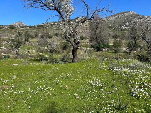 Marmaris Bozburun Da Satilik Yatırıma Uygun Satılık Tarla Mah Lider Emlak Selimiye