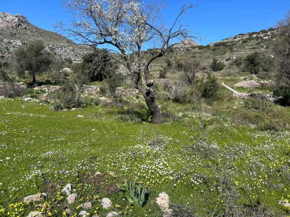 Marmaris Bozburun Da Satilik Yatırıma Uygun Satılık Tarla Mah Lider Emlak Selimiye