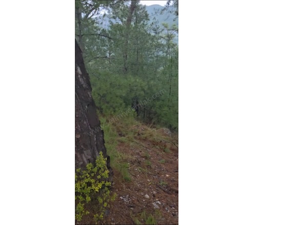 Sarnıç Mah. Menteşe Satılık Tarla |  3500M2 1.600.000Tl Resim-4