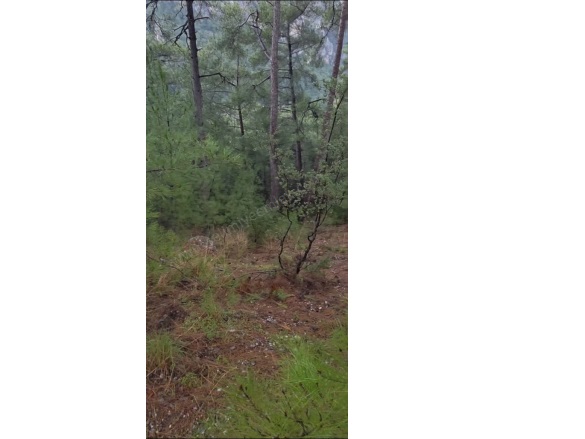 Sarnıç Mah. Menteşe Satılık Tarla |  3500M2 1.600.000Tl Resim-5