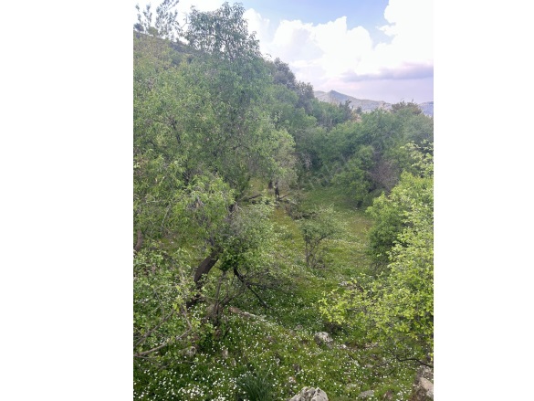 Selimiye Mah. Marmaris Satılık Tarla |  2308M2 30.000.000Tl İmarlı  Resim-4