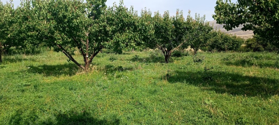 Aşağı Kümbet Mah. Kağızman Satılık Bağ |  14000M2 18.000.000Tl İmarlı  Resim-3