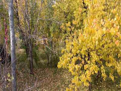  For Rent in  Turkey, Kars, Kagizman, Asagi Kumbet neighborhood , 3500 m2