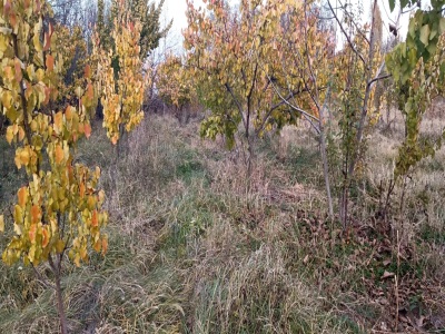 Aşağı Kümbet Mahallesi Çakmakcılar Sokakta Satlık Kayısı Ve Uzun Elma Bahçesi Satılık Bağ Kağızman Mah