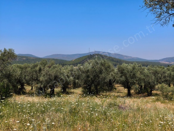 Gökçealan Mah. Selçuk Satılık Arazi |  1322M2 2.350.000Tl Resim-2