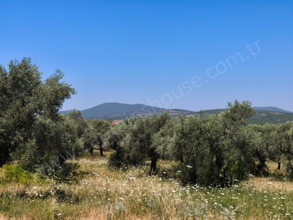 Gökçealan Mah. Selçuk Satılık Arazi |  1322M2 2.350.000Tl Resim-5