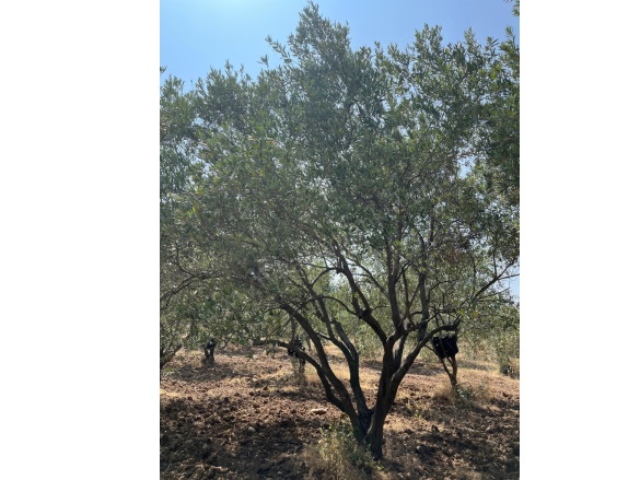 Büyükbelen Mah. Saruhanlı Satılık Tarla |  8652M2 3.480.000Tl Resim-3