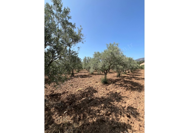 Büyükbelen Mah. Saruhanlı Satılık Tarla |  8652M2 3.480.000Tl Resim-4