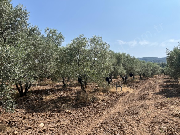 Büyükbelen Mah. Saruhanlı Satılık Tarla |  8652M2 3.480.000Tl Resim-5