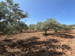 Saruhanlı Büyükbelen Mah. Satılık Tarla 8652 M2