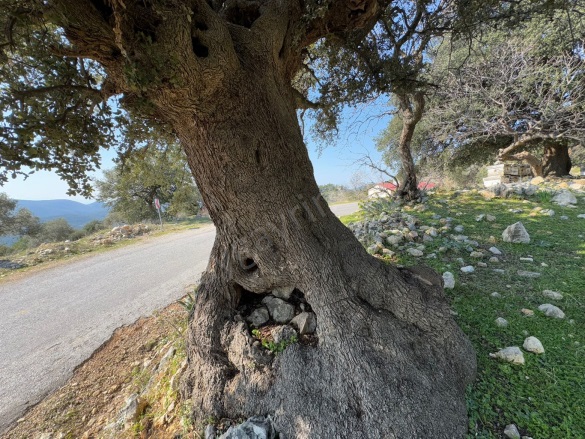 Dağpınar Mah. Menteşe Satılık Tarla |  367M2 1.350.000Tl İmarlı  Resim-5