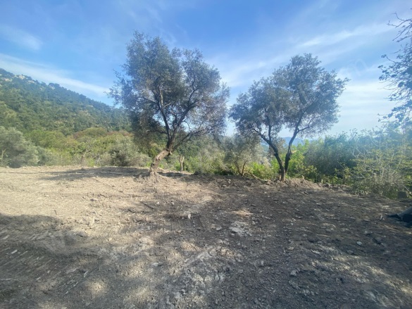 Yoğunoluk Mah. Milas Satılık Tarla |  545M2 675.000Tl Resim-2