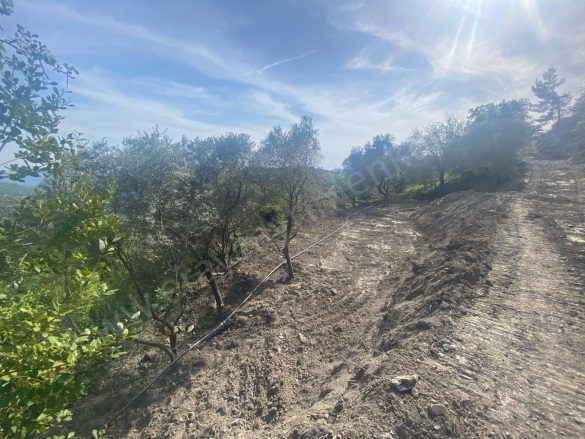 Yoğunoluk Mah. Milas Satılık Tarla |  545M2 675.000Tl Resim-5