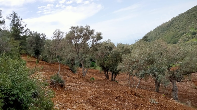 Çamlıca Mah. Milas Satılık Tarla |  1370M2 1.750.000Tl Resim-5