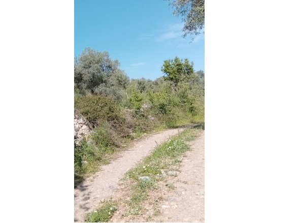 Alatepe Mah. Milas Satılık Tarla |  1834M2 2.350.000Tl Resim-2