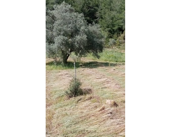 Alatepe Mah. Milas Satılık Tarla |  1834M2 2.350.000Tl Resim-3