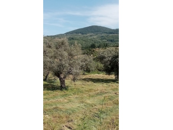 Alatepe Mah. Milas Satılık Tarla |  1834M2 2.350.000Tl Resim-4