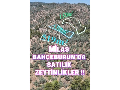 ✨Kelepir Fiyata Milas Bahçeburunda Satılık Tarla Zeytinlikler ! (Açıklamaya Bakınız) Marmaris Bozburun Mah