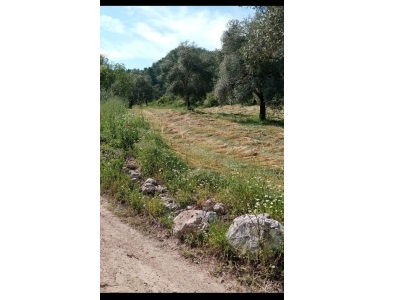 🏞️ Muğla Alatepede Bakımlı Zeytinli ! Satılık Tarla Milas Alatepe Mah