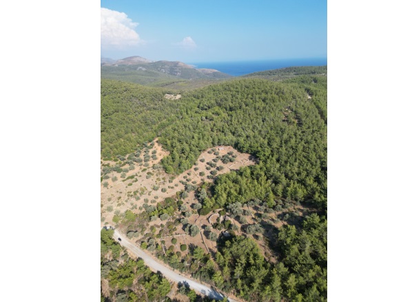 Çiftlik Mah. Bodrum Satılık Tarla |  7822M2 19.000.000Tl Resim-2