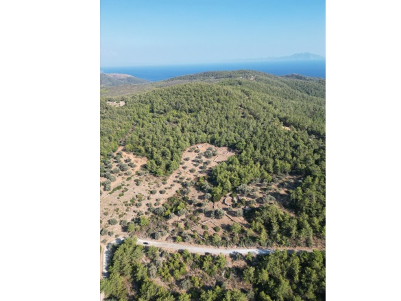 Çiftlik Mah. Bodrum Satılık Tarla |  7822M2 19.000.000Tl Resim-3