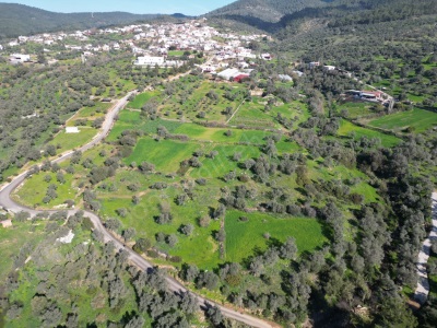 Bodrum Mumcular Çömlekçide 3 152 M2 Satılık Tarla Zeytinlik Çömlekçi Mah