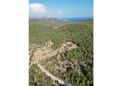 Bodrum Yalıçiftlikte Satılık Tarla 7 822 M² Zeytinlik Çiftlik Mah