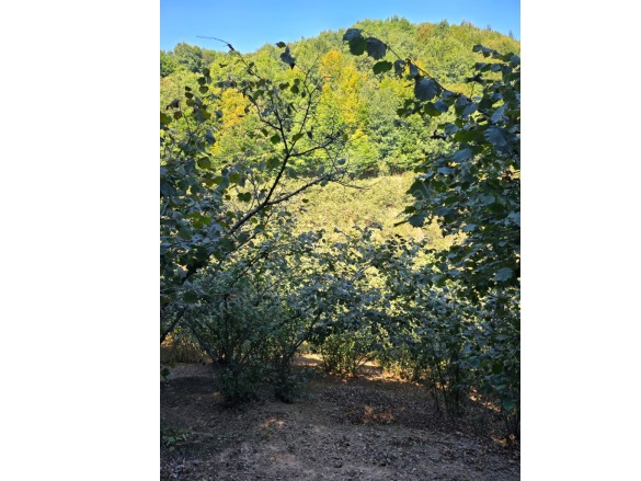 Çiçekpınar Köyü Akçakoca Satılık Arazi |  5573M2 1.750.000Tl Resim-2