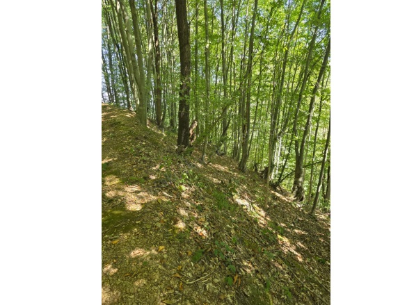 Çiçekpınar Köyü Akçakoca Satılık Arazi |  5573M2 1.750.000Tl Resim-3