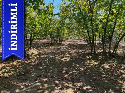 Ortanca Köyünde 4043M2 Deniz Manz Bakımlı Satılık Arazi Fındık Bahçesi Akçakoca