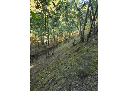 Çiçekpınar Köyünde 5573 M2 Bakımlı Satılık Arazi Fındık Bahçesi Akçakoca