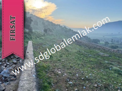 Muğla Milasda Bakımlı Ve Verimli Zeytin Bahçesi Satılık Arsa Ovakışlacık Mah