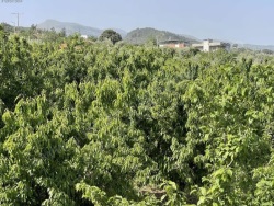 Turgutlu Çepnibektaş Mah. Satılık Arazi 9000 M2