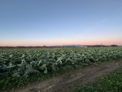 Turgutlu Subaşı Mah. Satılık Bağ 1900 M2