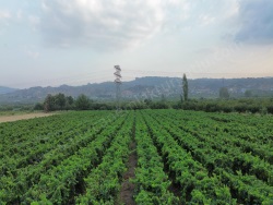 Turgutlu Avşar Mah. Satılık Bağ 13100 M2