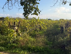 Turgutlu Subaşı Mah. Satılık Bağ 15200 M2