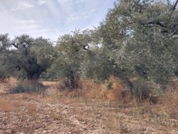 Kemalpaşa Yeşilyurt Mah. Satılık Bağ 3172 M2