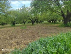 Turgutlu Subaşı Mah. Satılık Bağ