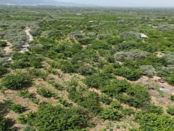 Kemalpaşa Sinancılar Mah. Satılık Bağ 5738 M2