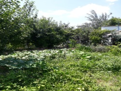 Turgutlu Derbent Mah. Satılık Bağ