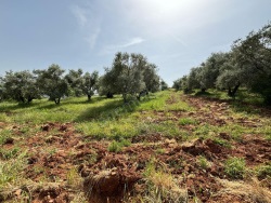 Turgutlu Çepnibektaş Mah. Satılık Bağ