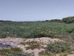 Turgutlu İstasyonaltı Mah. Satılık Arazi