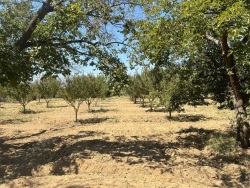 Turgutlu Avşar Mah. Satılık Bağ