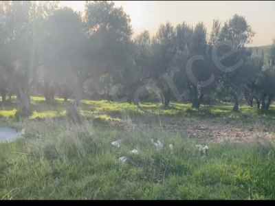  For Sale in  Turkey, Manisa, Turgutlu, Sinirli neighborhood 