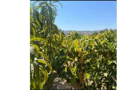  For Sale in  Turkey, Manisa, Turgutlu, Avsar neighborhood 