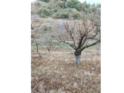 Turgutlunurcan Emlaktandalbahçe Mh 2 500 M² Hobi Bahçesi Satılık Bağ Dalbahçe Mah