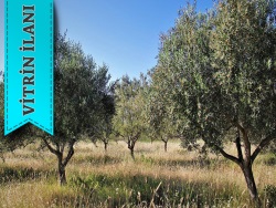 Ayvalık Küçükköy Mah. Satılık Arsa 3950 M2