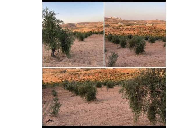 Öncü Pınar Mah. Kilis Satılık Tarla |  6903M2 1.250.000Tl Resim-2
