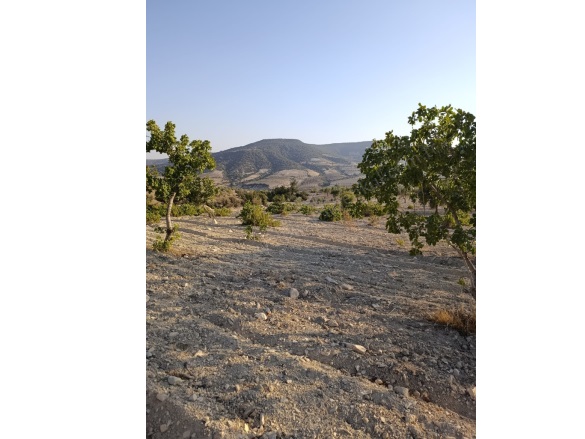 Koçcağız Köyü Musabeyli Satılık Tarla |  7450M2 1.500.000Tl Resim-3